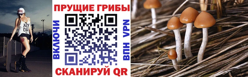 где найти   OMG вход  Псилоцибиновые грибы Psilocybe  Каменск-Шахтинский 